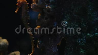 海马在珊瑚之间的水柱中慢慢游动.. 泰国曼谷暹罗海洋世界